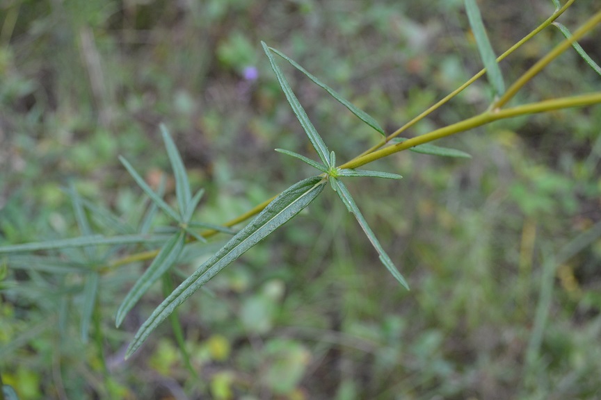 Helianthus angustifolius leaves.JPG