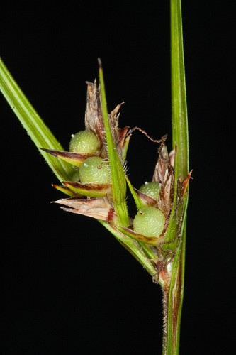 Scleria pauciflora SEF.jpg