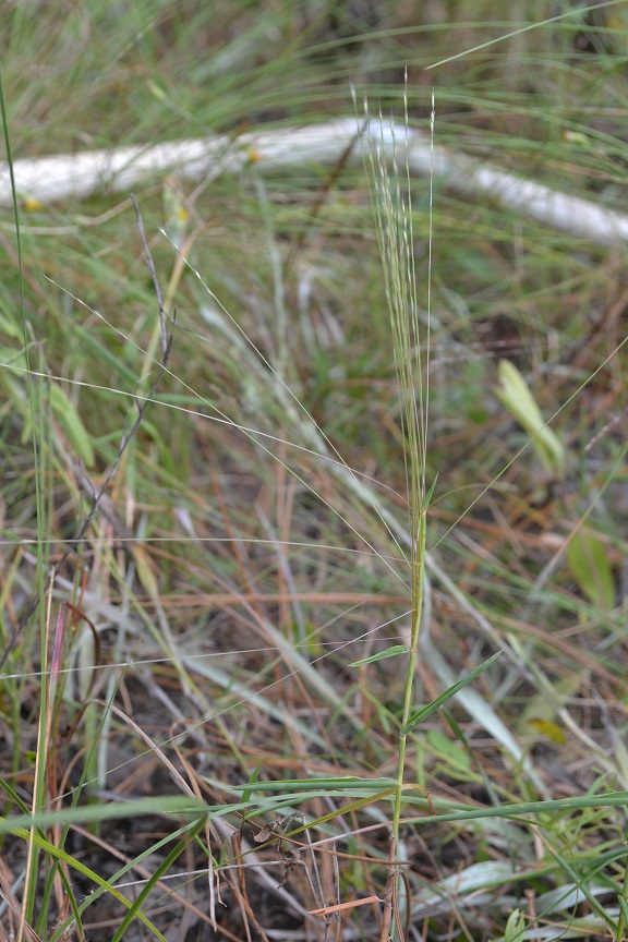Gymnopogon brevifolius.jpg