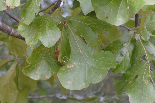 Quercus marilandica SEF.jpg