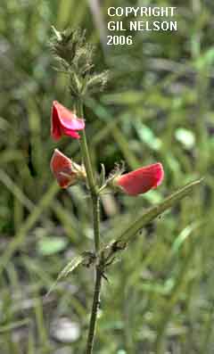 Tephrosia spicata Gil.jpg