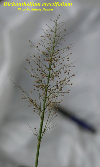 Dichanthelium erectifolium AFP.jpg