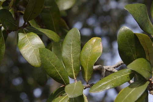 Quercus virginiana SEF.jpg