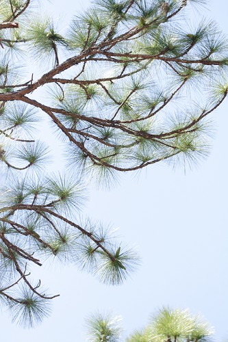 Pinus palustris SEF.jpg