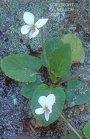 Viola primulifolia Gil.jpg