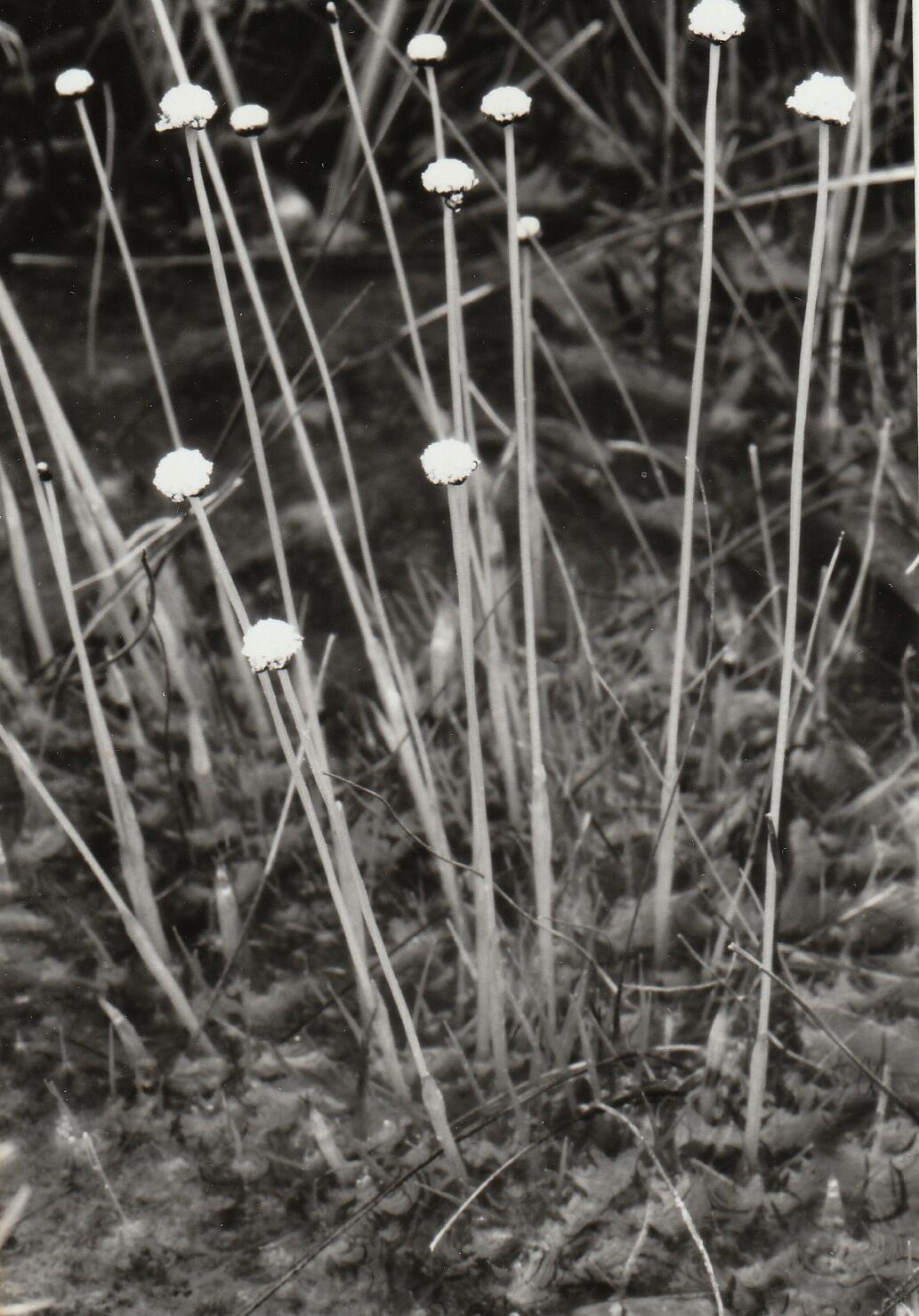 Eriocaulon nigrobracteatum in habitat, photo by John Palis 1.jpg