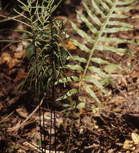 Woodwardia areolata Gil.jpg
