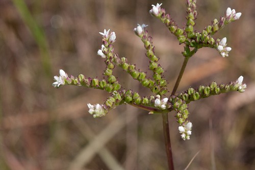 Mitreola sessilifolia SEF.jpg