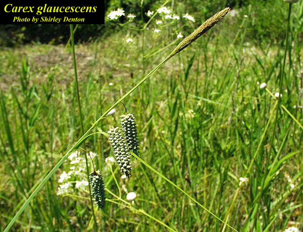 Carex glaucescens AFP.jpg