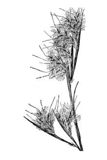 Andropogon tracyi NCRS.jpg