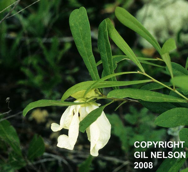Asimina angustifolia Gil.jpg