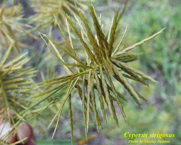 Cyperus strigosus AFP.jpg