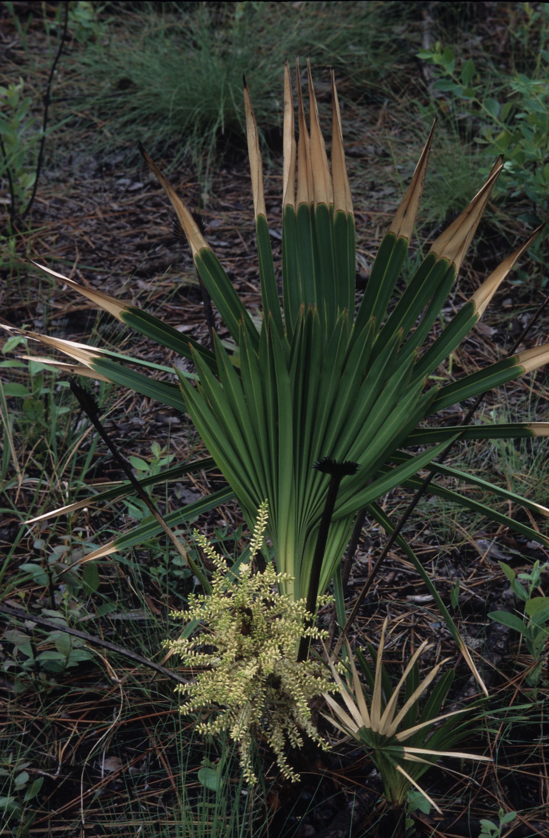 Serenoa repens Coastal Plain Plants Wiki