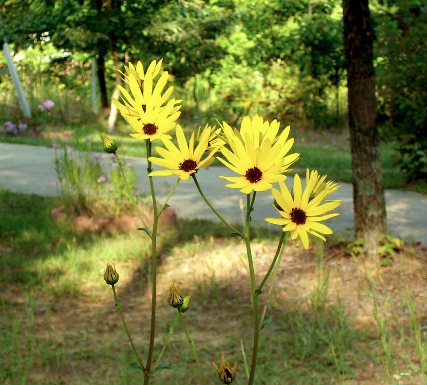 Helianthus silphioides image1.png