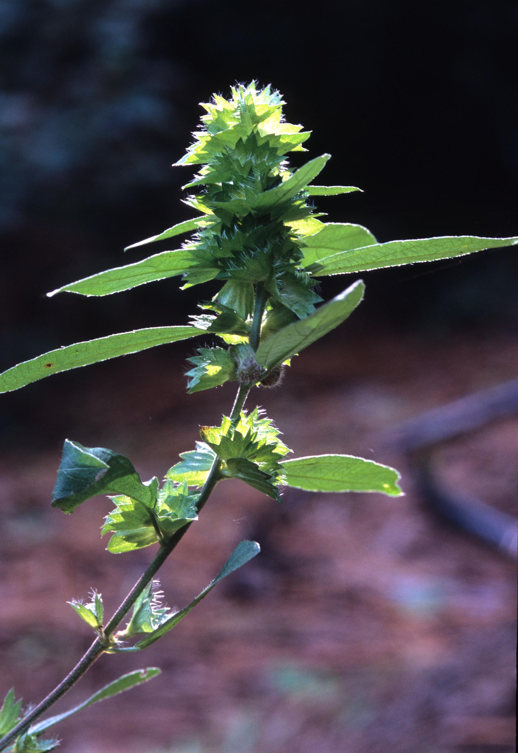 Acalypha gracilens photo taken by Gil Nelson