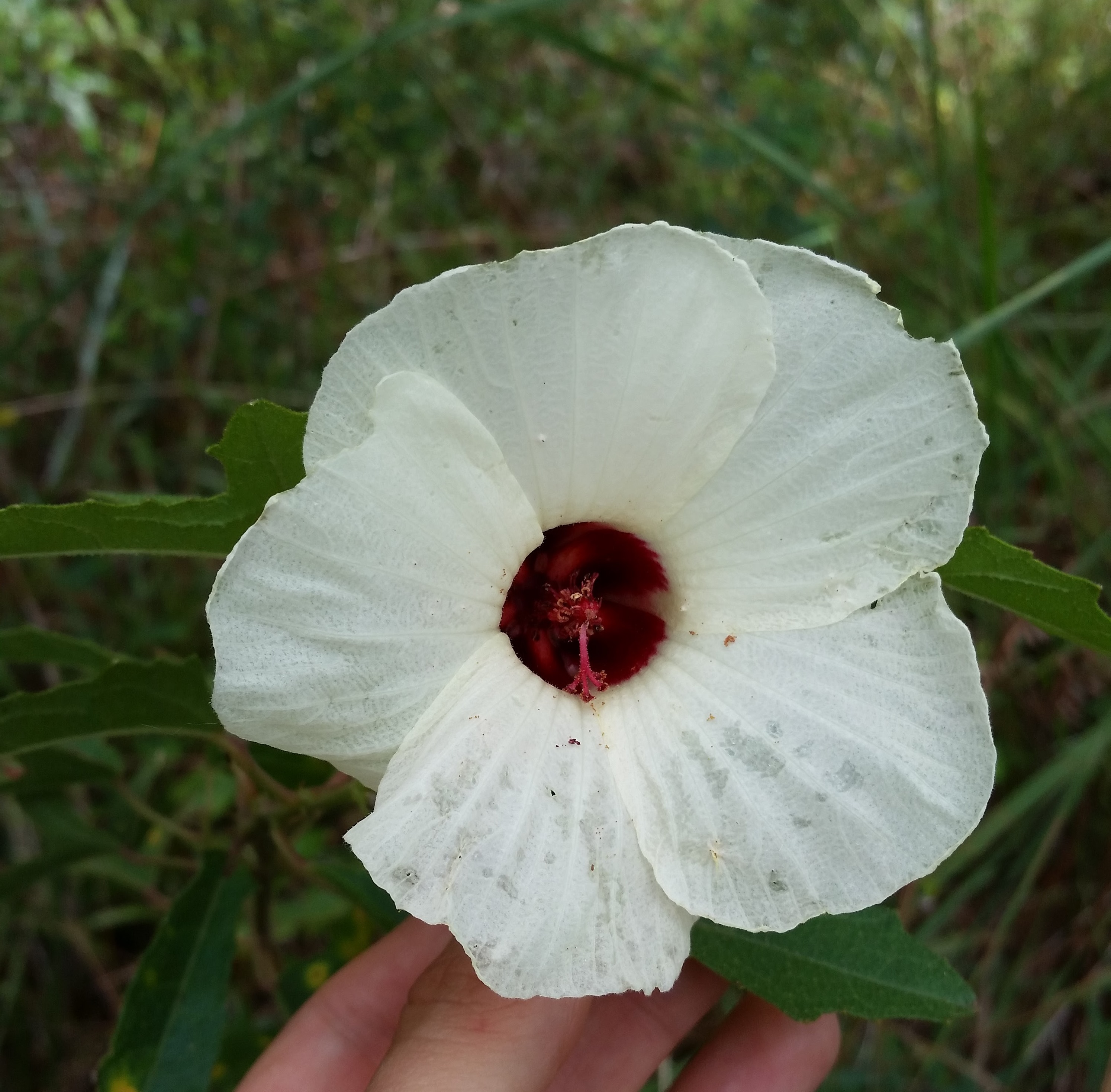 Hibiscus aculeatus.jpg