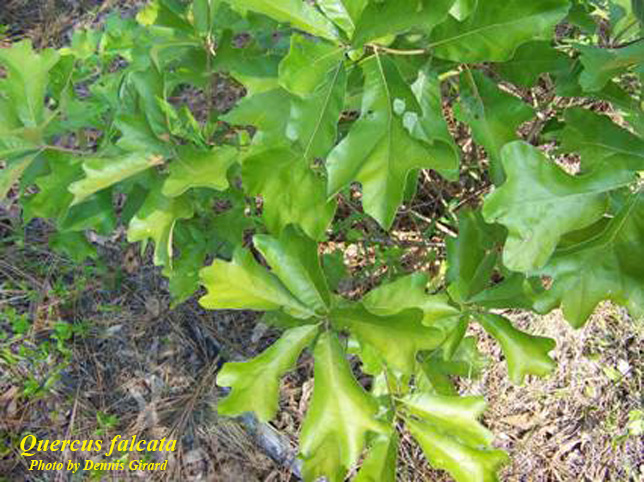 Quercus falcata AFP.jpg