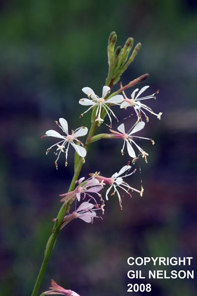 Gaura angustifolia Gil.jpg