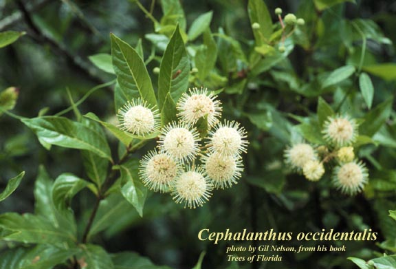 Cephalanthus occidentalis AFP.jpg