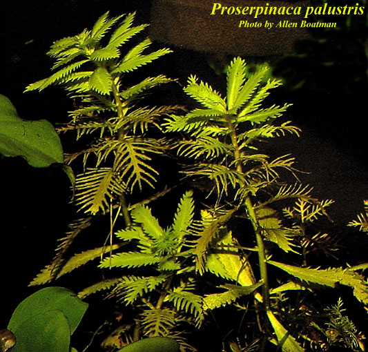 Proserpinaca palustris AFP.jpg