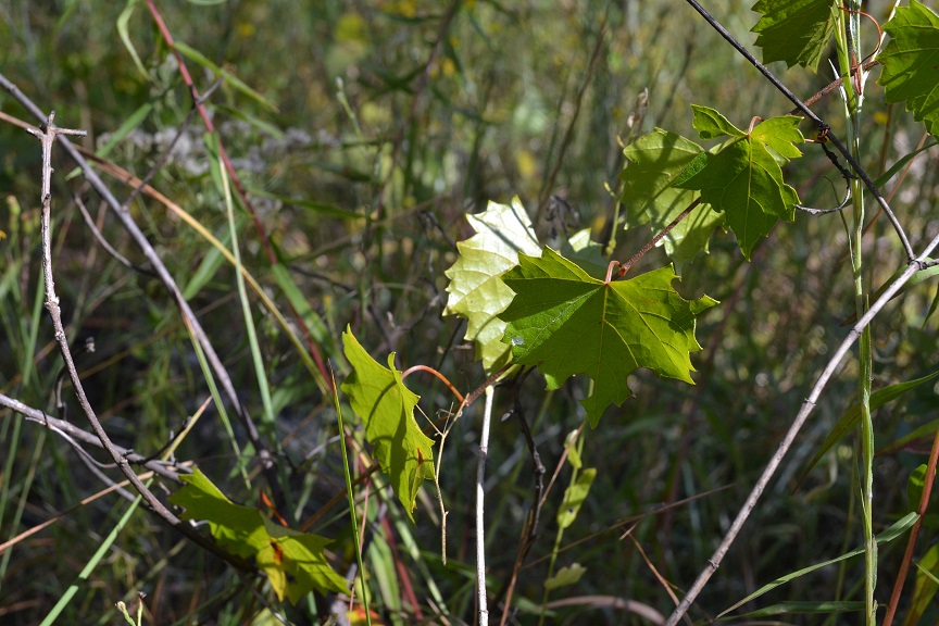 Vitis rotundifolia.jpg