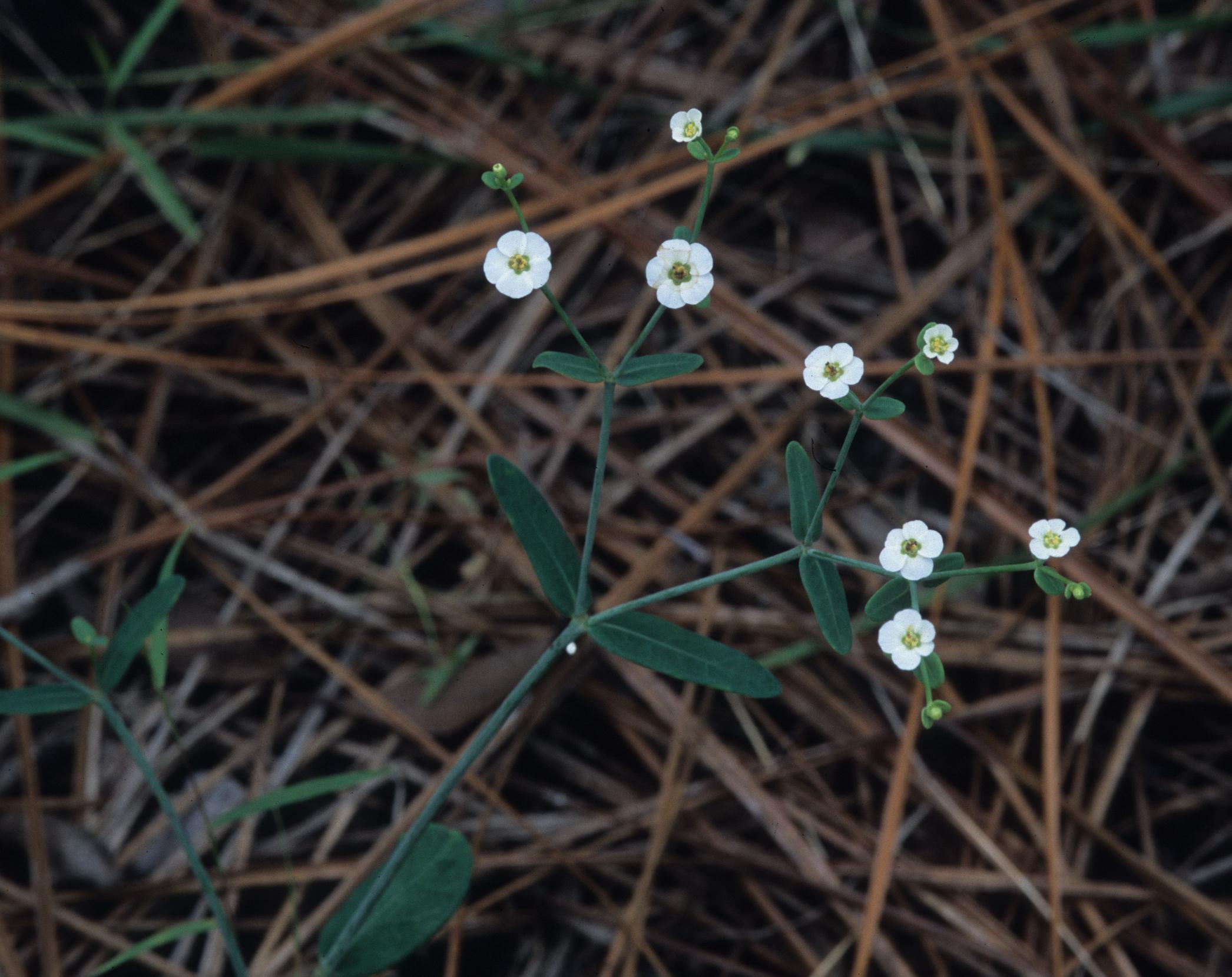 Euphorbia pubentissima Gil.jpg