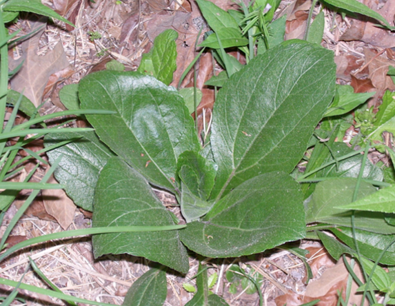 Helianthus silphioides rosette.png