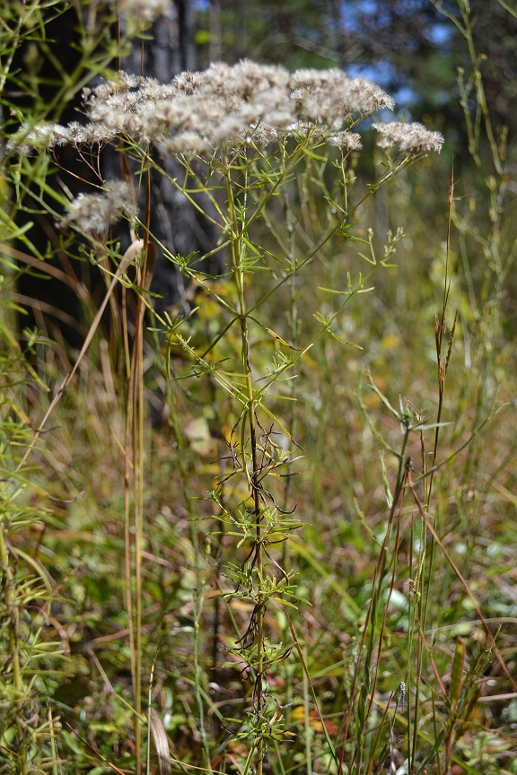 Eupatorium hyssopifolium.jpg
