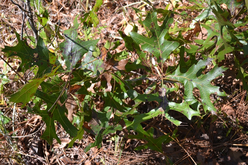 Quercus laevis PH 2015-10.JPG