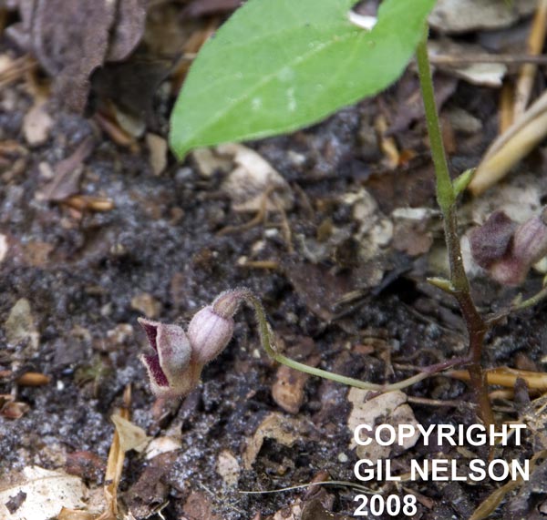 Aristolochia serpentaria Gil.jpg