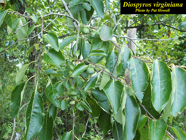 Devil Fruit Tree, Wiki