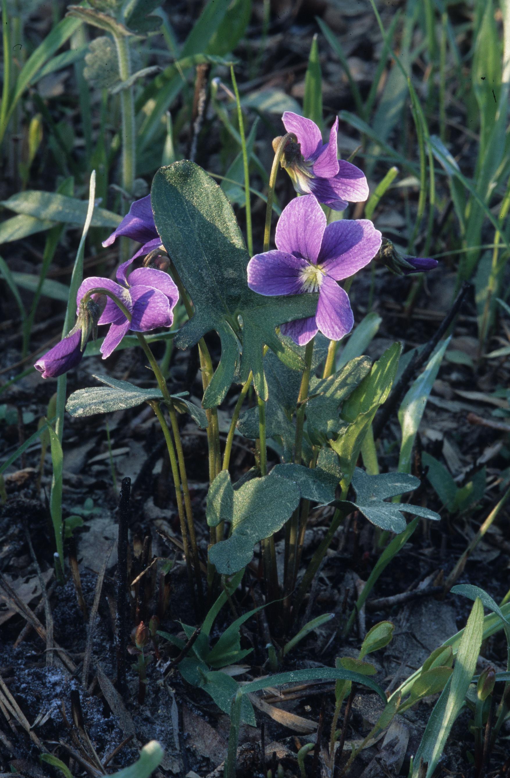 Viola palmata Gil.jpg