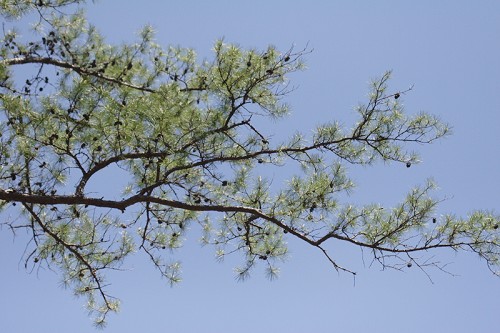 Pinus echinata SEF.jpg