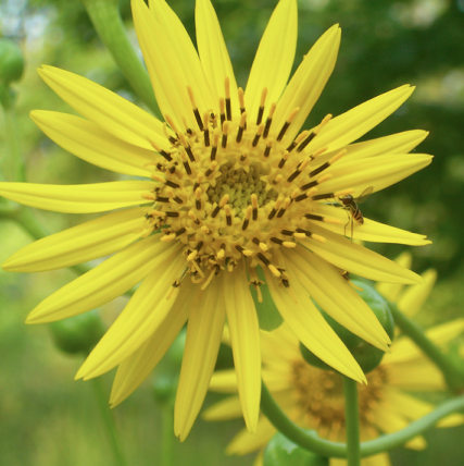 Helianthus silphioides image.png