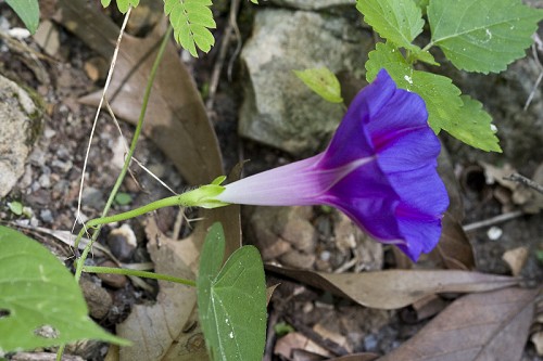 Ipom purp Flower-JGwaltney-SEFlora.jpg