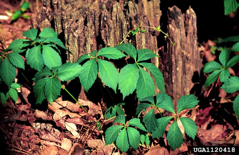 Parthenocissus quinquefolia