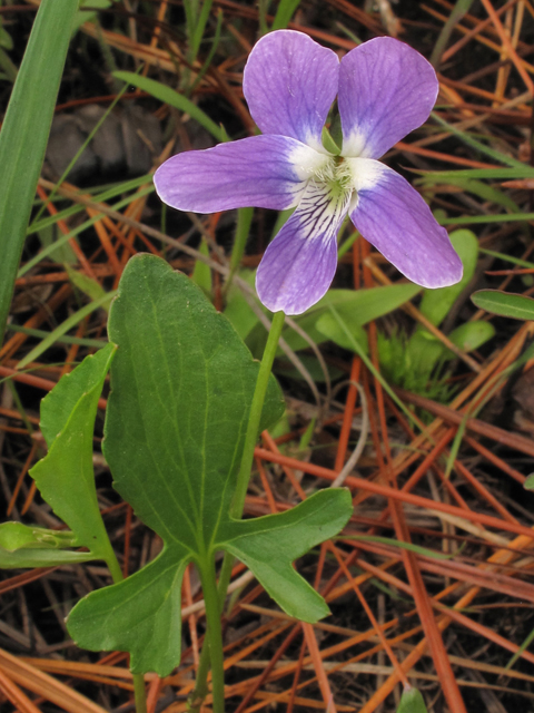 Viola septemloba WF.jpg