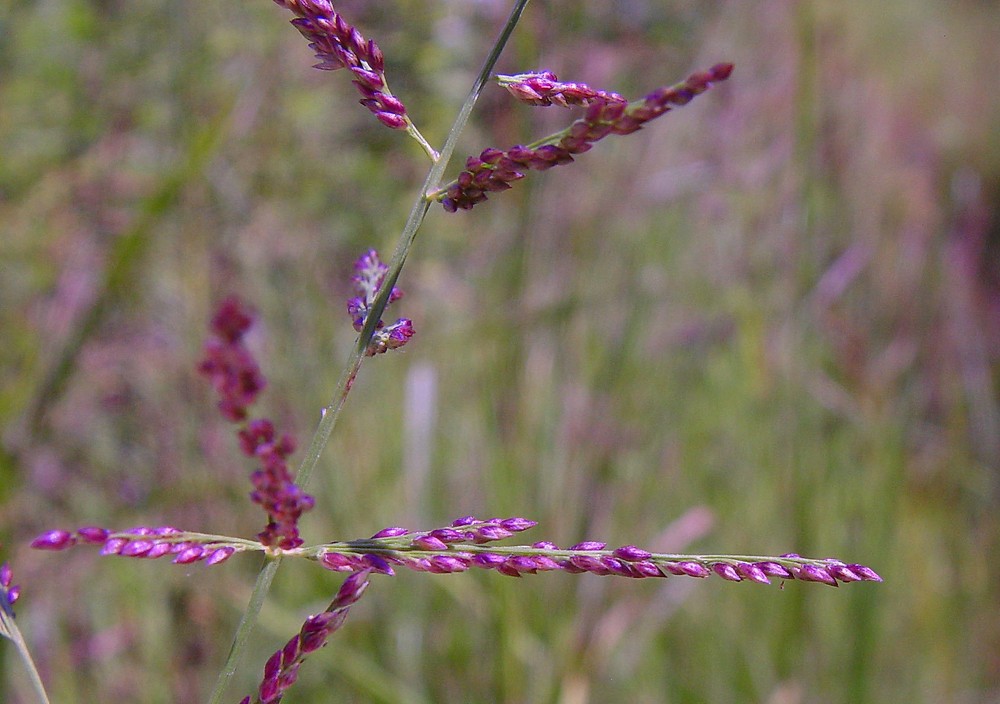 Coleataenia longifolia GB.jpg