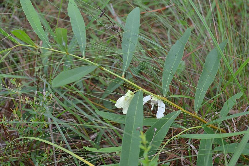 Asimina angustifolia PHFP B 2015-05-18 KMR.JPG