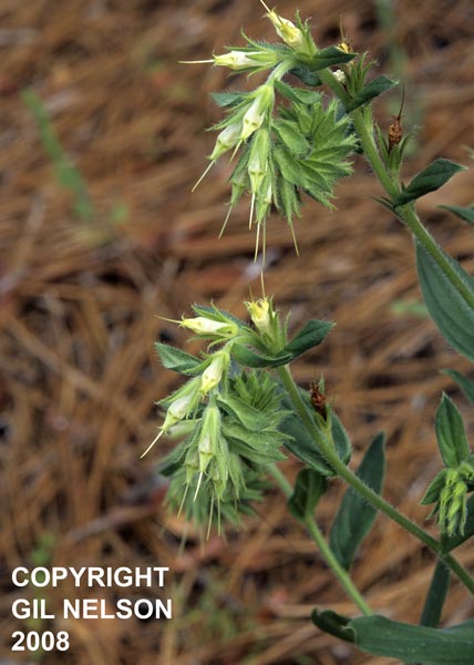 Onosmodium virginianum Gil.jpg