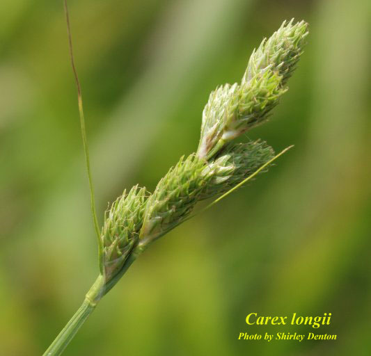 Carex longii AFP.jpg