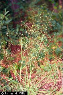 Eragrostis hirsuta NRCS.jpg