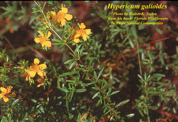 Hypericum galioides AFP.jpeg