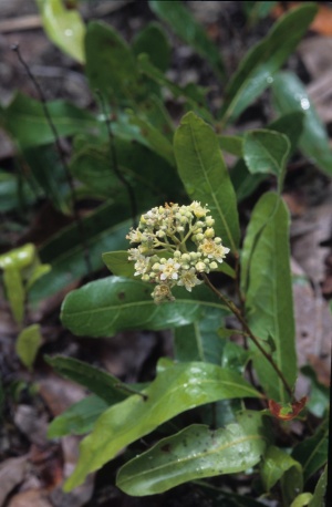 michauxii wiki coastal plants fl